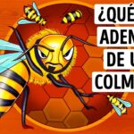 La importancia de la resina en las colmenas de abejas