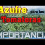 La importancia del azufre en el cultivo de tomates Guía práctica
