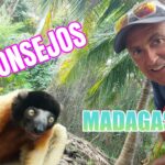 La mejor época para visitar Madagascar: descubre el clima ideal para tu aventura