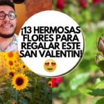 Las 10 flores más hermosas para sorprender con un regalo especial