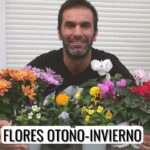 Las 10 flores típicas de mayo: descubre su belleza ahora.