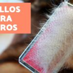 Las 5 mejores camas para perros grandes destructores ¡Protege tus muebles!