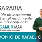 Mejores prácticas para mejorar el rendimiento graso de la aceituna