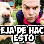 ¿Mi perro se comió una paloma? Aprende cómo actuar ahora