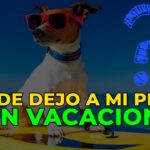 Opciones seguras y confiables para dejar a tu perro durante tus vacaciones