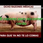 Oreja de cerdo beneficios y riesgos como alimentoDescubre más