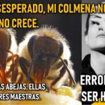 Panal seco y oscuro ¿Qué hacer cuando falta miel?