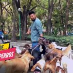 Paseo de perros en España precio promedio y consejos útiles