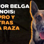 Pastor Belga Malinois como mascota ¿Sí o no?