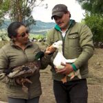 Patitos ¿Cómo distinguir su género por características físicas?
