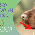 Perro traga saliva constantemente causas y cómo solucionarlo
