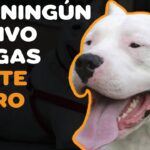 Perros de caza experimentados en venta ¿dónde encontrarlos?