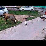 Perros de raza pequeña en Coruña y alrededores Encuentra tu compañero ideal