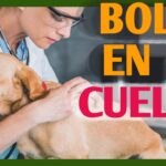 Piel del cuello colgando en perros causas y soluciones