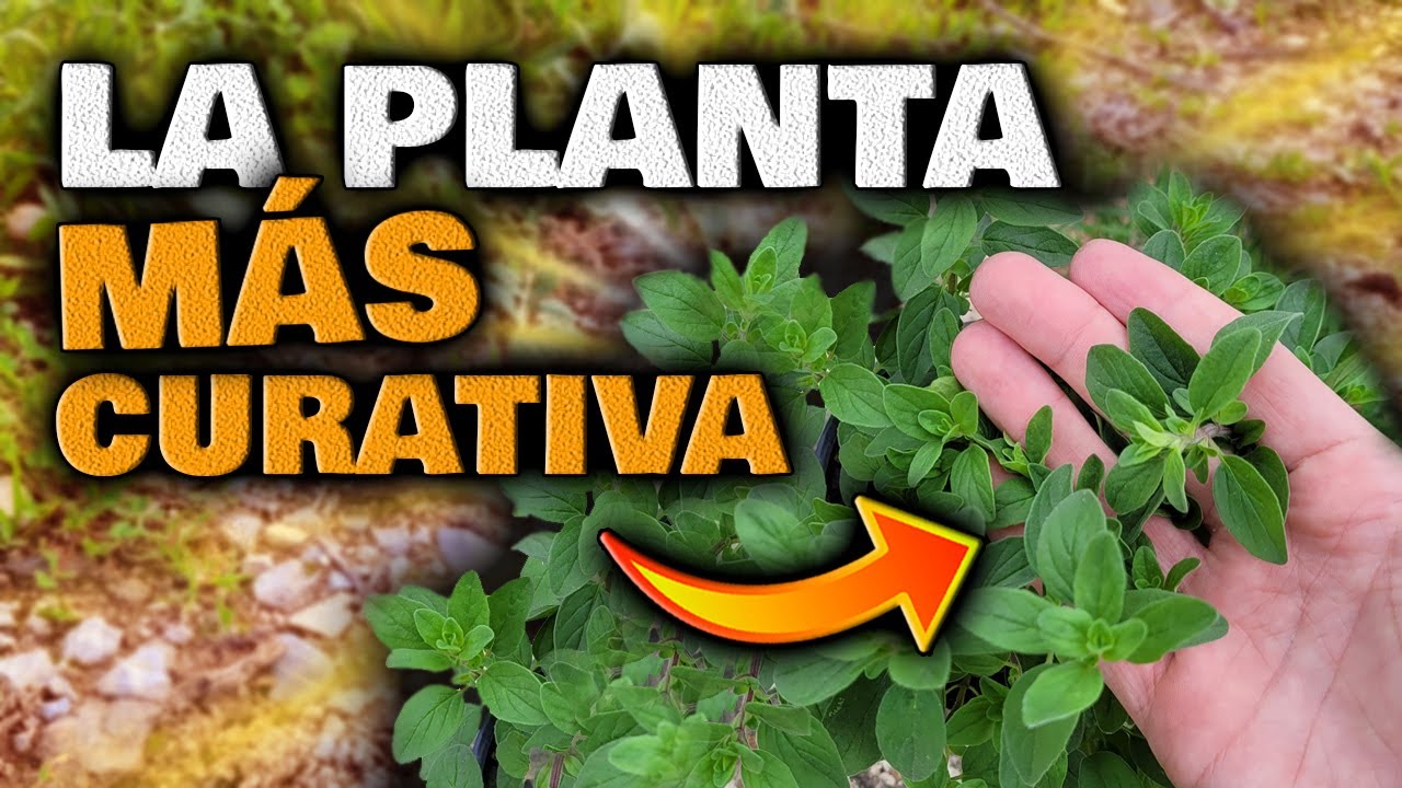 Piel Delgada Que Cubre Algunas Frutas Y Legumbres