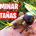 Plantar castaños desde castañas Guía paso a paso con imágenes