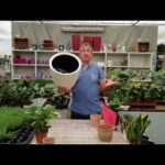 Plantas para macetas selladas consejos y especies recomendadas