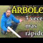 Plantas para tumbas de perros Encuentra la adecuada en 2021