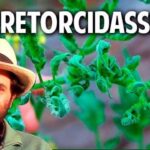 Por qué las hojas de los tomates se secan y cómo solucionarlo