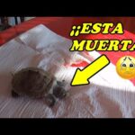 ¿Por qué las tortugas se apilan? Descubre la curiosa razón