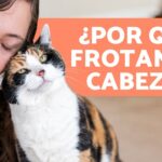 ¿Por qué los gatos lamen los genitales de otros? Descubre la razón