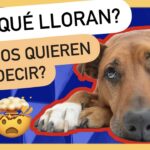¿Por qué los perros lloran con juguetes? Descubre la respuesta aquí