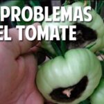 Por qué los tomates se pudren en la base causas y soluciones