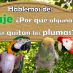 ¿Por qué mi loro pierde plumas? Consejos para solucionarlo