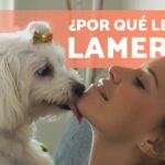 ¿Por qué mi perro gruñe y lame? Descubre su significado ahora
