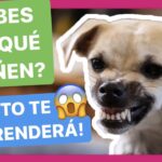 Por qué tu perro gruñe al quitarle cosas y qué hacer