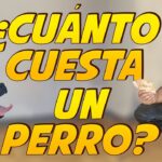 Precio de un labrador en España: ¿Cuánto deberías esperar pagar?