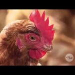 Prevención de picoteo en gallinas con vinagre Guía práctica
