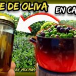 Producción de aceite de oliva ¿Cuántas aceitunas necesitas?