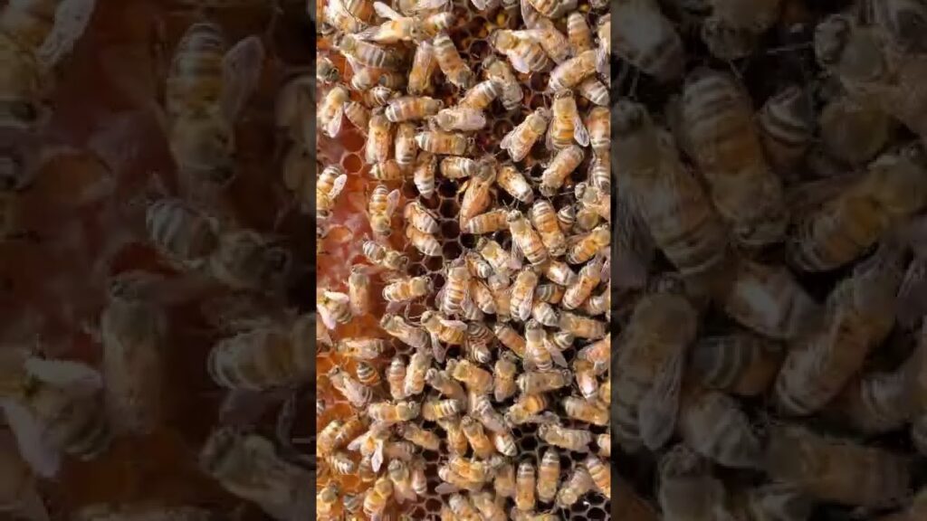 Producción de huevos de abeja reina todo lo que necesitas saber - Tras