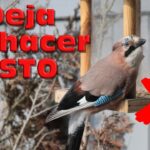 Protege tu jaula de pájaros al aire libre consejos de seguridad y salud
