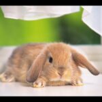 Razones por las que tu conejo mastica sin nada en la boca