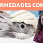 Recupera el peso saludable de tu conejo consejos y soluciones