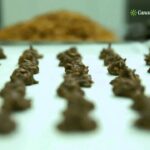 Regala los sabores únicos de Cádiz con sus productos típicos