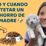 Regalo perro de agua Consejos para encontrarle un hogar feliz