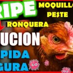 Remedios caseros para resfriados en gallinas prevención y tratamiento