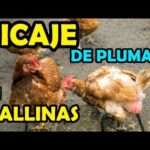 Remedios efectivos para prevenir el picoteo entre gallinas