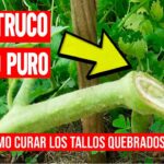 Reparar una rama rota en una planta consejos y técnicas
