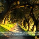 Reseñas del invernadero del Pazo de Santa Cruz