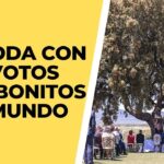 Reseñas del Palacio del Negralejo: Opiniones y Experiencias de los Huéspedes