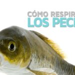 Respiración acuática de los peces el papel crucial de las branquias