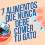 Riesgos de dar cucarachas a tu gato Todo lo que necesitas saber