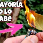 Rituales con hojas de laurel descubre su poder y atrae la buena suerte