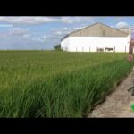 ¿Sabes de dónde viene el arroz en España? Descubre su origen aquí
