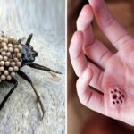 Saga Villa Telas ¿Cuántos libros necesitas para sumergirte? ¡Descúbrelo!