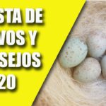 Señales de una canaria lista para poner huevos descubre cómo identificarlas